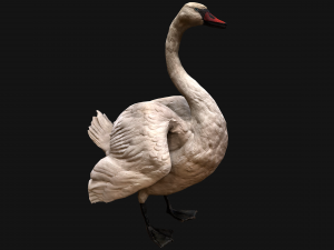 Birds set Swan Ducks Pheasant Modello 3D
