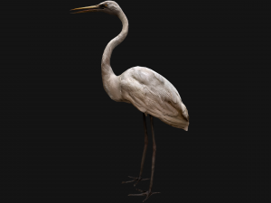 Heron Bird 3D Model