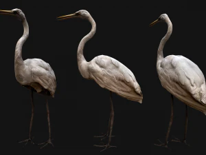 Heron Bird 3D Model