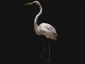 Heron Bird Modelo 3D