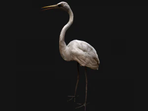 Heron Bird 3D Model