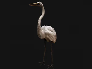 Heron Bird 3D Model