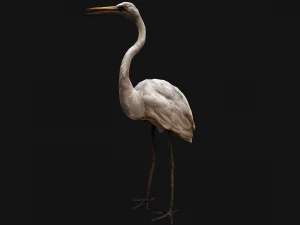 Heron Bird 3D Model