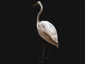 Heron Bird 3D Model
