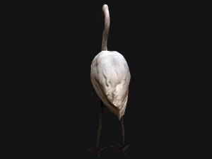 Heron Bird 3D Model