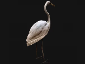 Heron Bird 3D Model