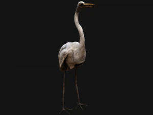Heron Bird 3D Model