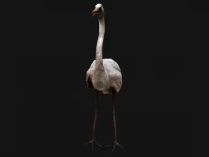 Heron Bird 3D Model
