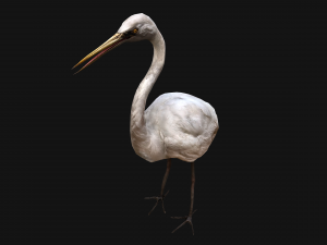 Heron Bird Modelo 3D