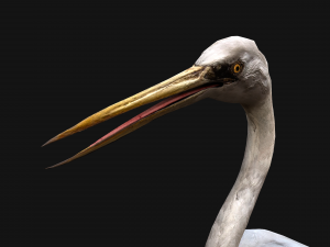 Heron Bird Modelo 3D