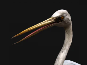 Heron Bird 3D Model