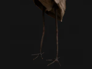 Heron Bird 3D Model