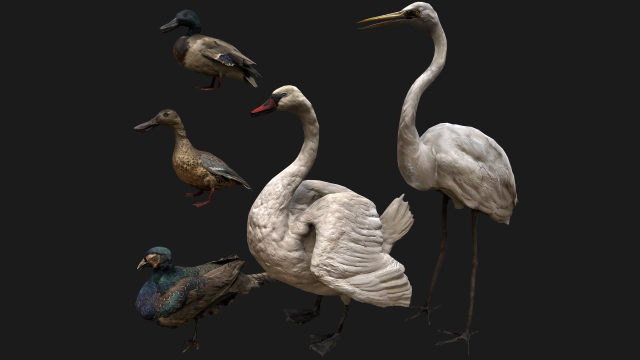 Bird Set Swan Heron Ducks Pheasant Modelo 3D .c4d .max .obj .3ds .fbx .stl .blend 