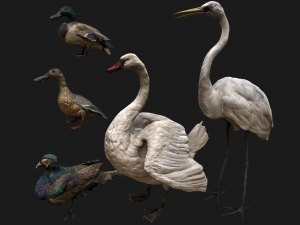 Bird Set Swan Heron Ducks Pheasant 3D Model