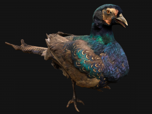 Bird Set Swan Heron Ducks Pheasant Modelo 3D