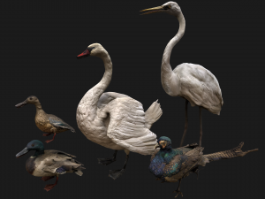 Bird Set Swan Heron Ducks Pheasant Modelo 3D