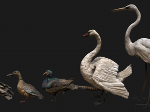 Bird Set Swan Heron Ducks Pheasant Modelo 3D