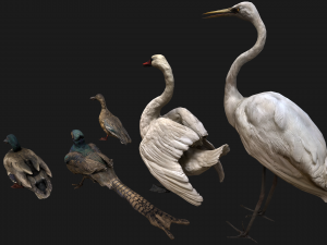 Bird Set Swan Heron Ducks Pheasant Modelo 3D