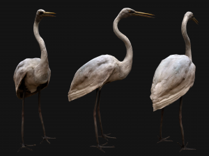 Bird Set Swan Heron Ducks Pheasant Modelo 3D