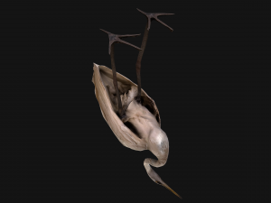 Bird Set Swan Heron Ducks Pheasant Modelo 3D