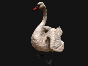 Bird Set Swan Heron Ducks Pheasant Modelo 3D