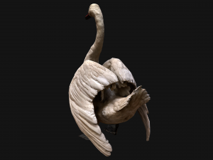 Bird Set Swan Heron Ducks Pheasant Modelo 3D