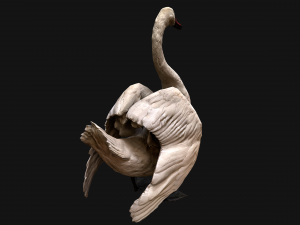 Bird Set Swan Heron Ducks Pheasant Modelo 3D