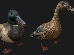 Bird Set Swan Heron Ducks Pheasant Modelo 3D