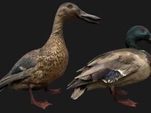 Bird Set Swan Heron Ducks Pheasant Modelo 3D