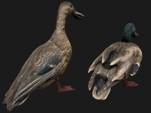Bird Set Swan Heron Ducks Pheasant Modelo 3D