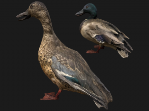 Bird Set Swan Heron Ducks Pheasant Modelo 3D