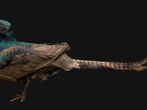 Bird Set Swan Heron Ducks Pheasant Modelo 3D
