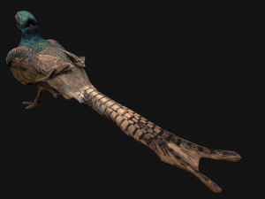 Bird Set Swan Heron Ducks Pheasant Modelo 3D
