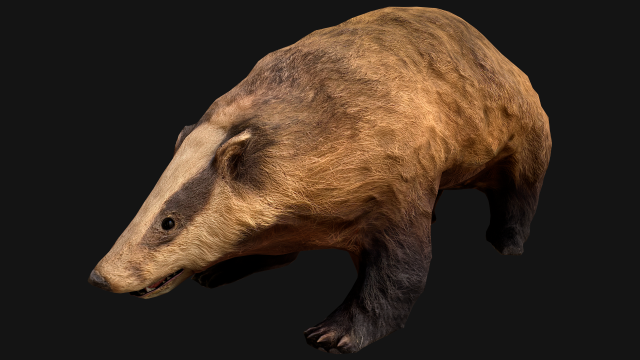 Badger Model 3D .c4d .max .obj .3ds .fbx .stl .blend 