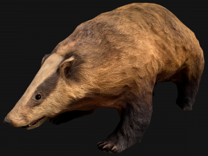 Badger 3Dモデル