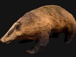 Badger Model 3D