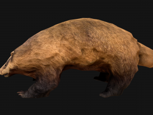 Badger Model 3D