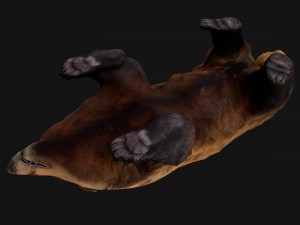 Badger Model 3D