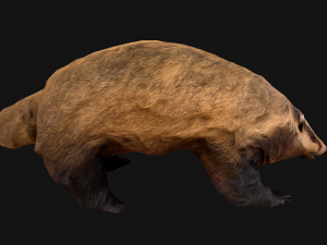 Badger Model 3D