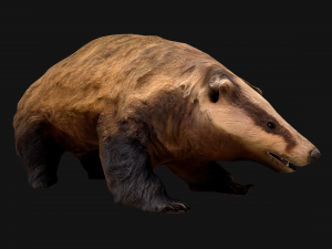 Badger Model 3D