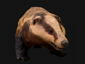 Badger Model 3D