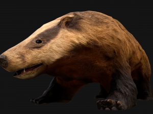 Badger Model 3D