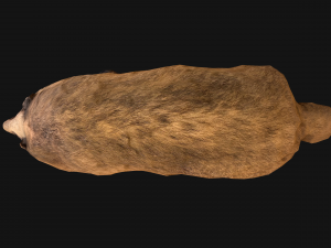 Badger Model 3D