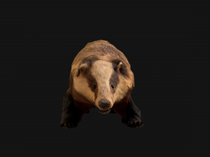Badger Model 3D