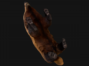Badger Model 3D