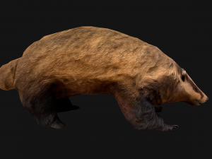 Badger Model 3D