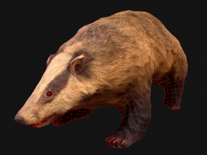 Badger Model 3D