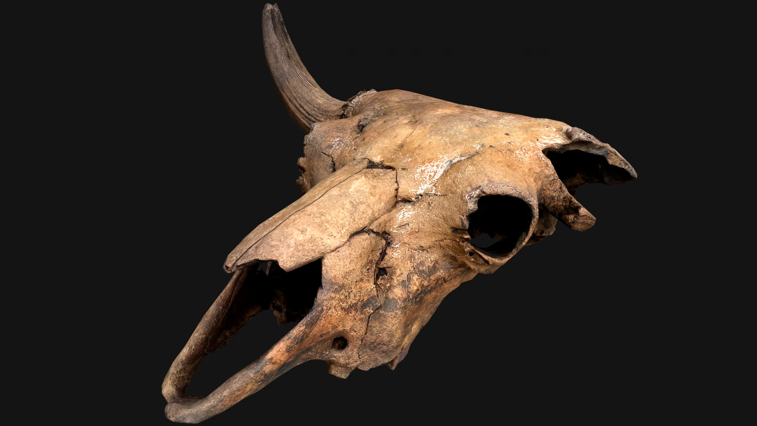 Bull Cow Skull 3D Model .c4d .max .obj .3ds .fbx .stl .blend 