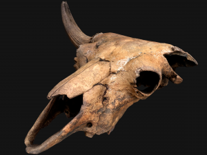 Bull Cow Skull 3D Модель