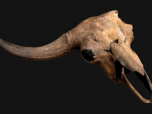 Bull Cow Skull Modelo 3D
